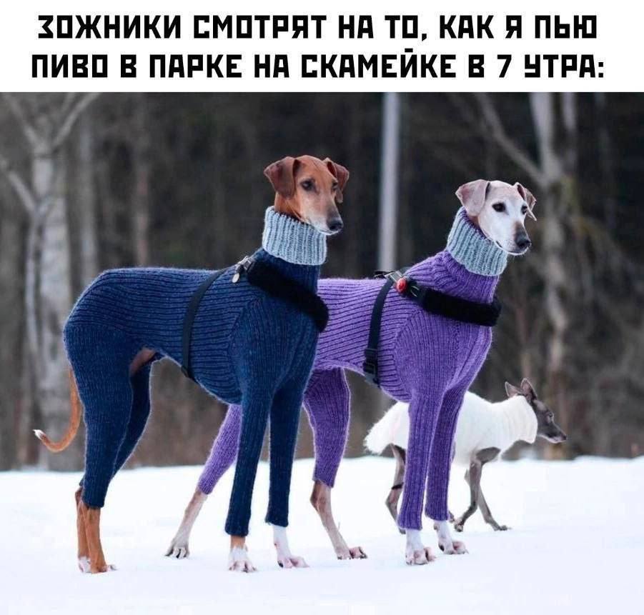 Медиа